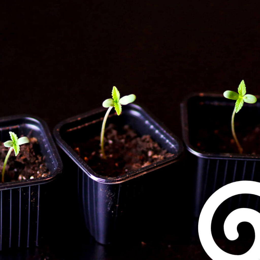 1000 kilos Humus de lombriz | Vermi Composteras